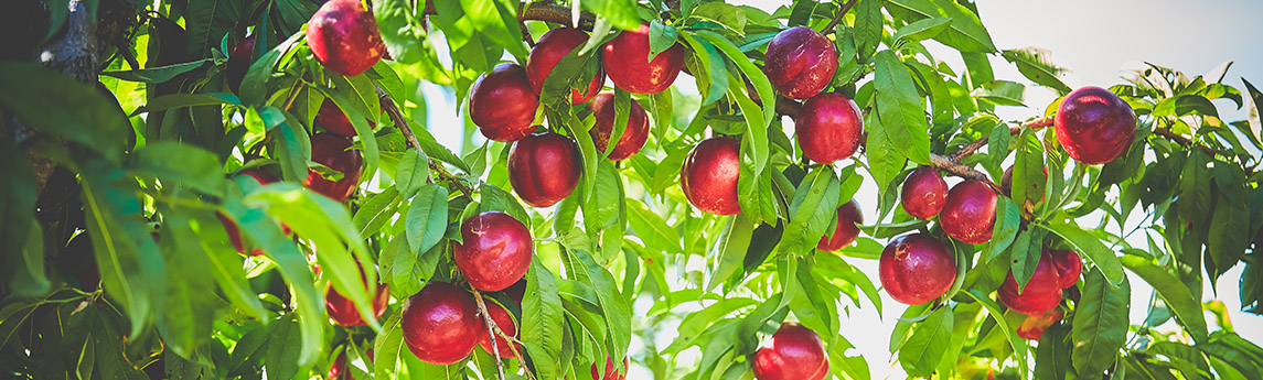 Agriculture Banner Peaches
