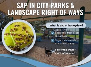 News SAP in City Parks & Landscape Right of Ways